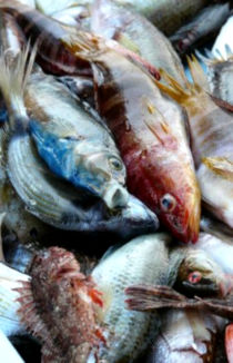 Restaurant "La Plancha"